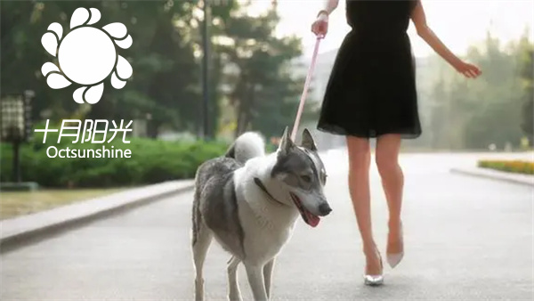 宠物照顾+带娃：多元技能保姆溢价指南